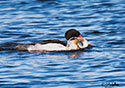 Mergus merganser